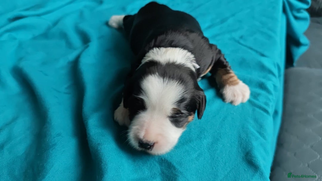 Tibetan Terrier dogs for sale: KC Tibetan Terrier Puppies For Sale😀 - Advert 9