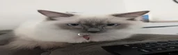 Ragdoll cats for stud: Ragdoll stud - Advert 6