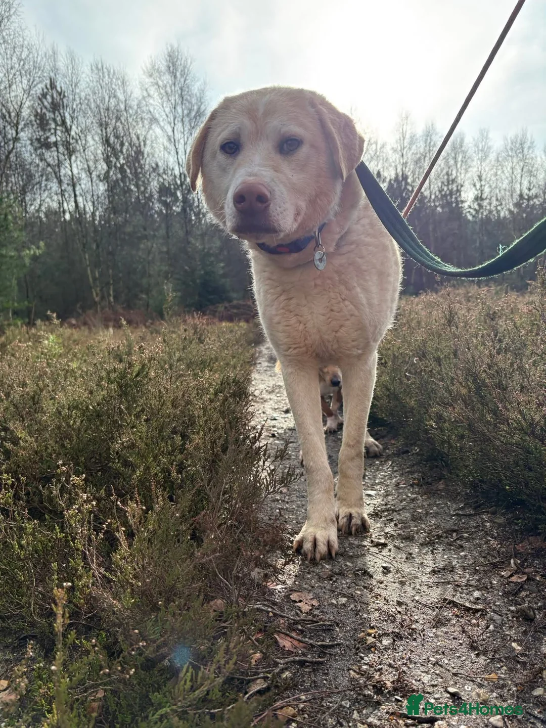 Golden Retriever dogs for adoption: Ralph - Norwich Norfolk  - Advert 6