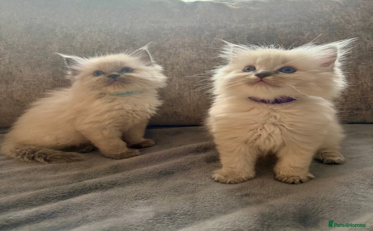 Ragdoll cats - Advert 4