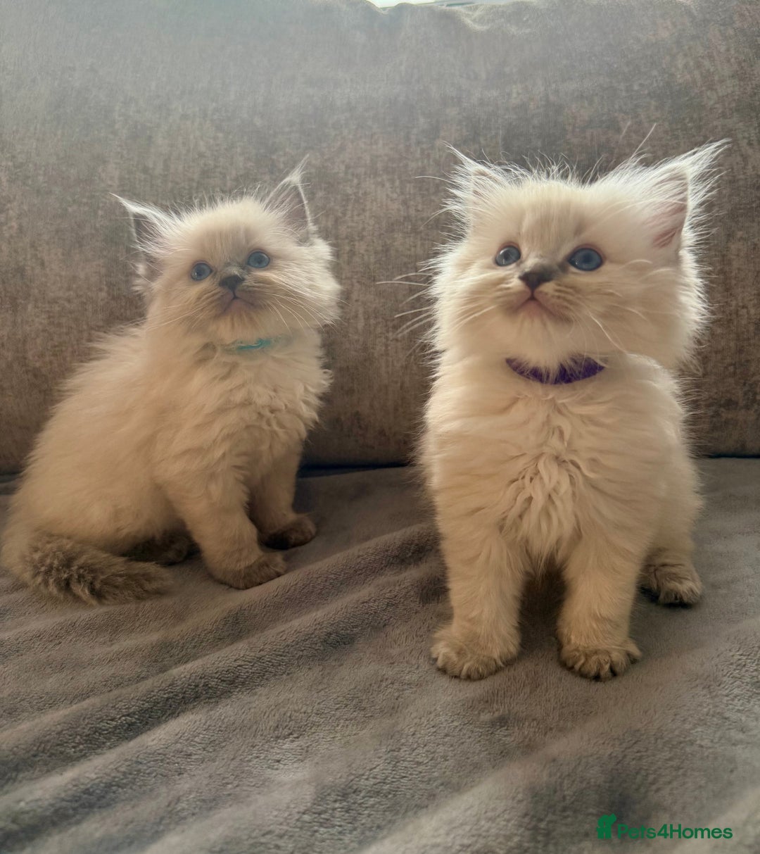 Ragdoll cats for sale: Beautiful Ragdoll Kittens  - Image 1