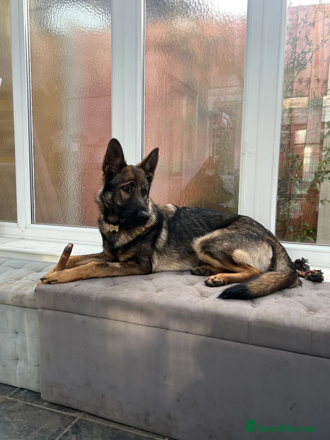 German Shepherd dogs for sale: German shepherd working line Czech bloodline in Waltham Cross - Advert 2