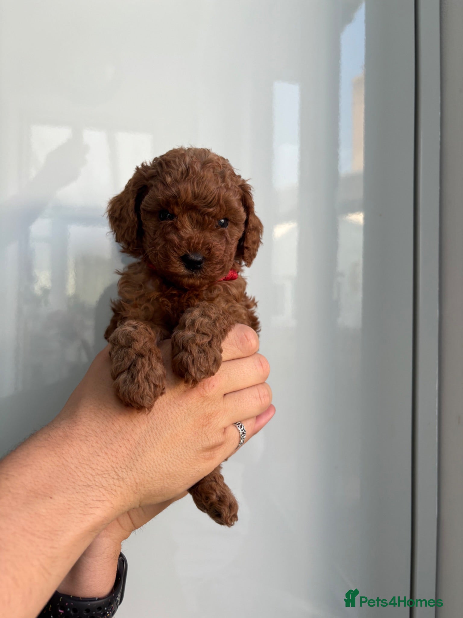 Cavapoo dogs Family Raised Cavapoo Puppies ready to Reserve!  - Advert 2
