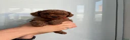Cavapoo dogs for sale: Family Raised Cavapoo Puppies ready to Reserve!  - Advert 6