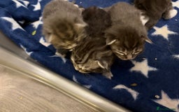 Maine Coon cats for sale: 7 beautiful kittens  - Image 6