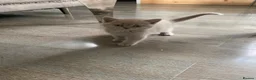 British Shorthair cats for sale: British short hair  - Advert 6