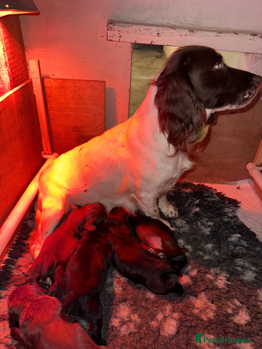 Sprocker dogs for sale: Sprocker pups - Image 10