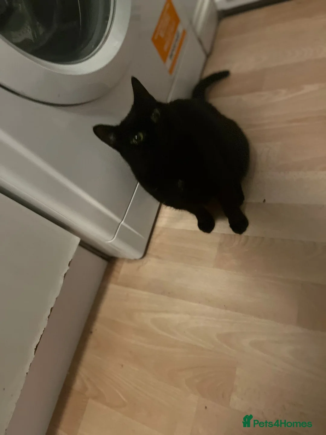 Mixed Breed cats for adoption: 1 yr rescue cat desperately needs family to love - Advert 7