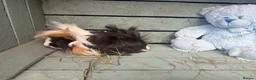 Guinea Pig rodents for sale: Please help rehome these boys - Advert 8