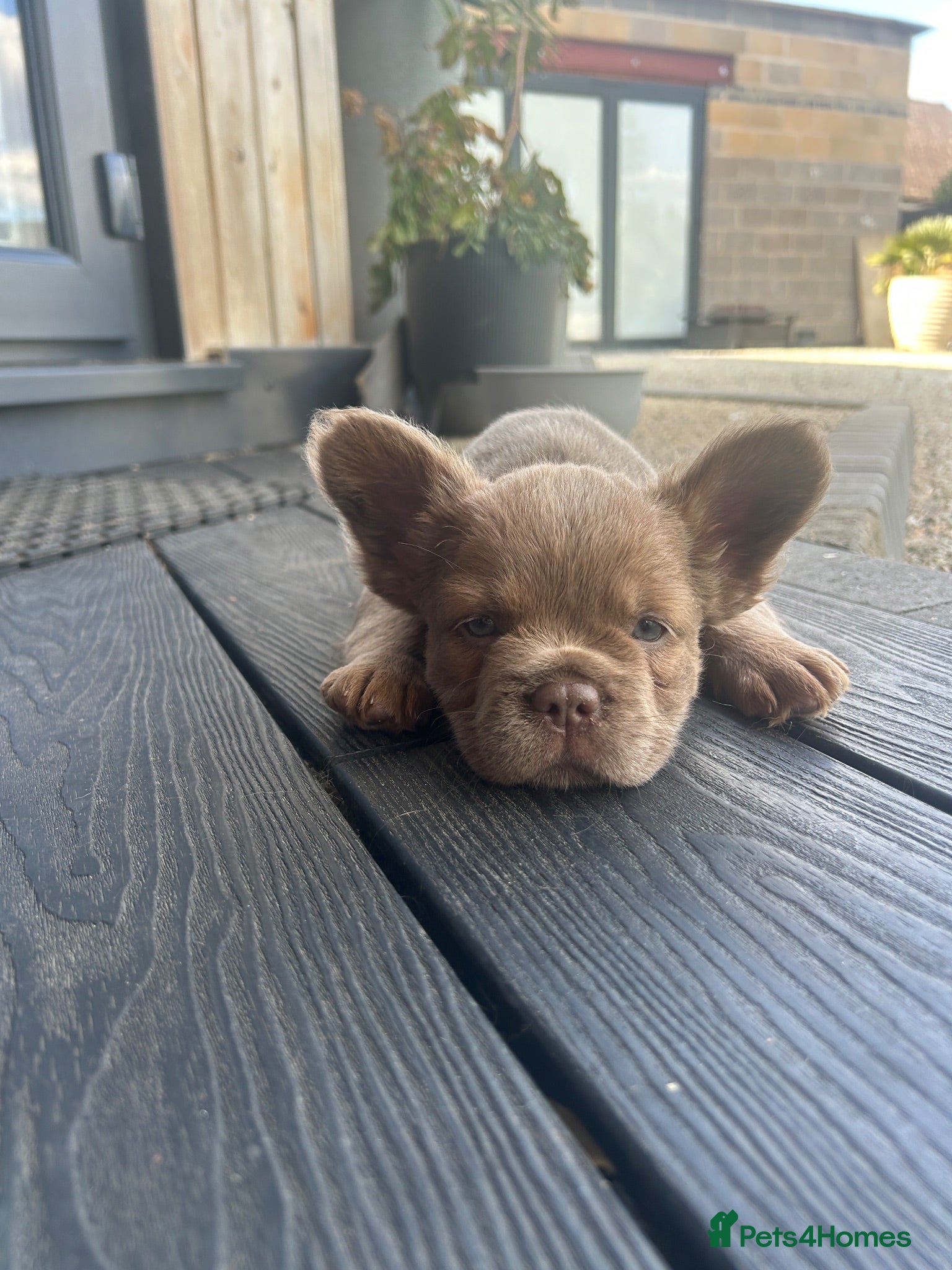 French Bulldog dogs Fluffy Frenchies  - Advert 1