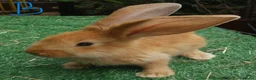 Continental Giant rabbits for sale: PURE Continental Giants VACCINATED 3 IN 1 RESERVE  - Advert 6