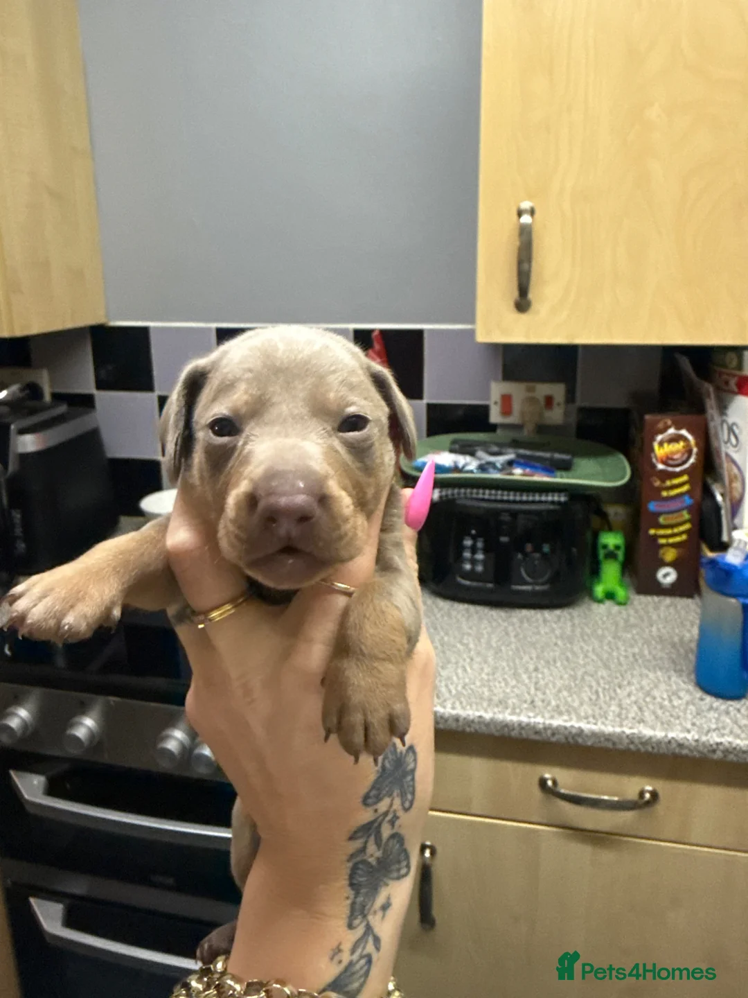 Dachshund dogs for sale:  Miniture Dashunds  - Advert 5