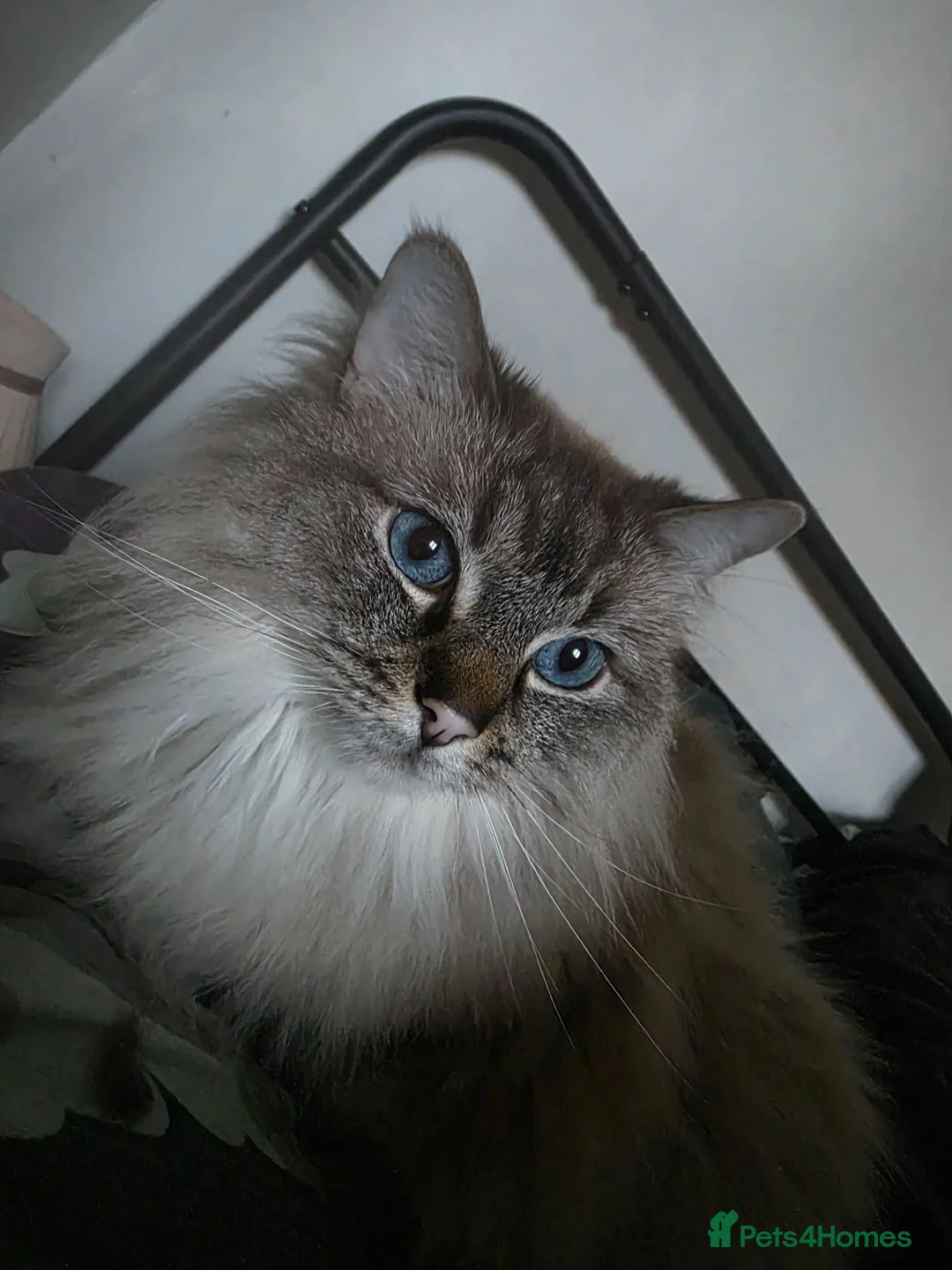Ragdoll cats for sale: Male Lynx point Ragdoll - Advert 2
