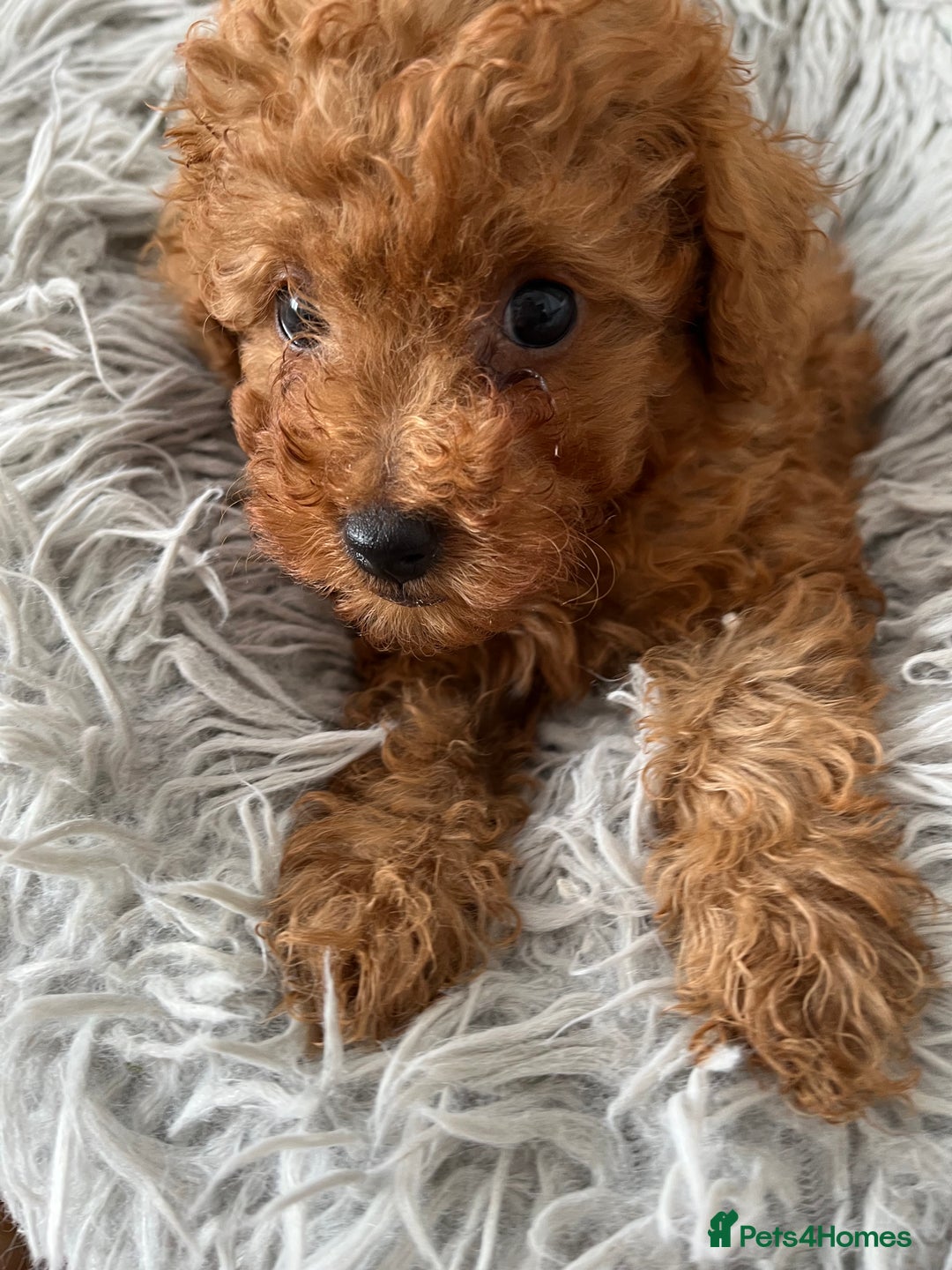 Toy Poodle dogs for sale: Toy Poodles - Image 5