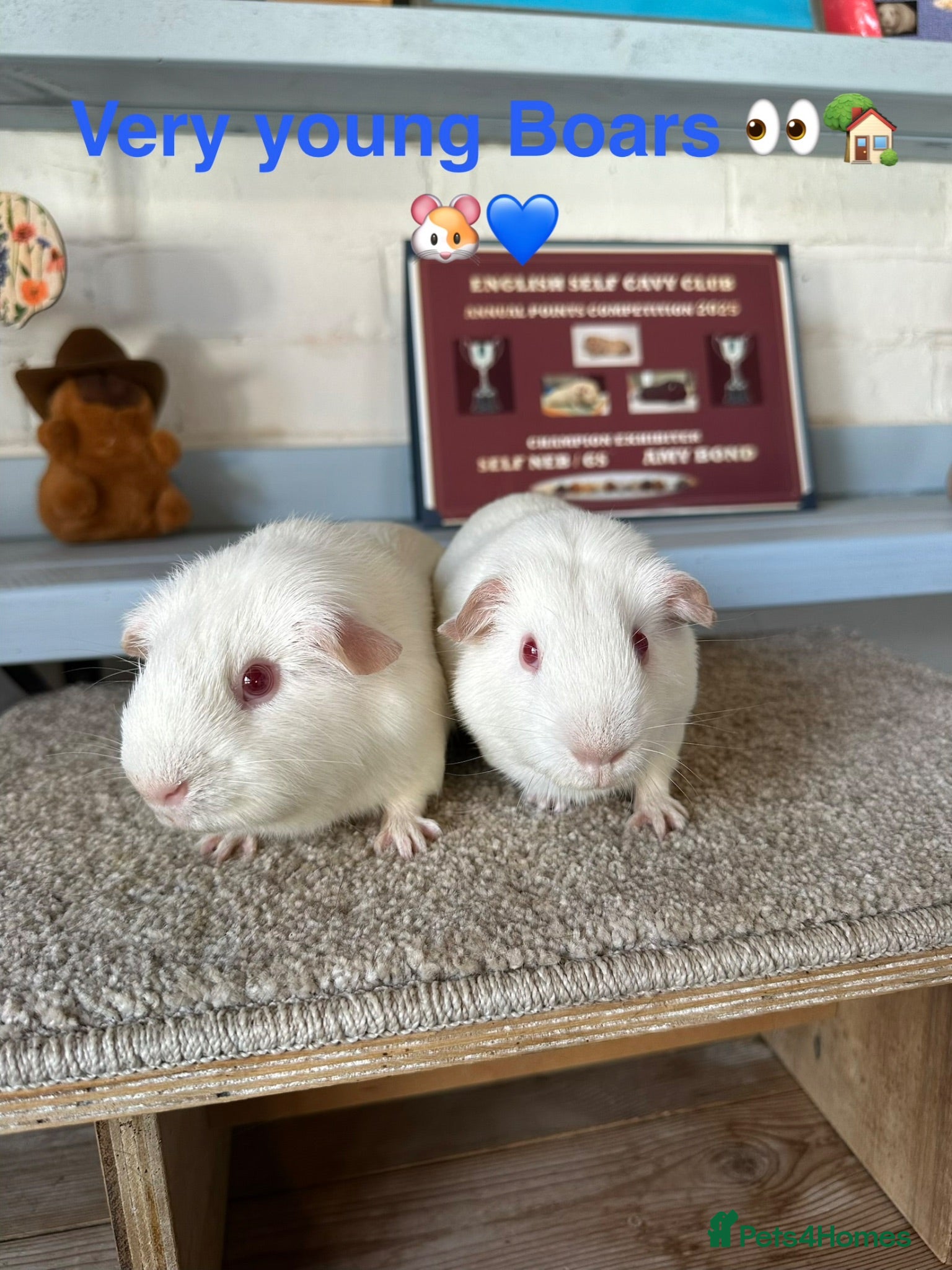 Guinea Pig rodents Lots of Guinea Pig Ready to pick and Choose From - Advert 1