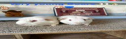 Guinea Pig rodents for sale: Lots of Guinea Pig Ready to pick and Choose From - Advert 1