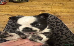 French Bulldog dogs for sale: French bulldog pups - Image 8