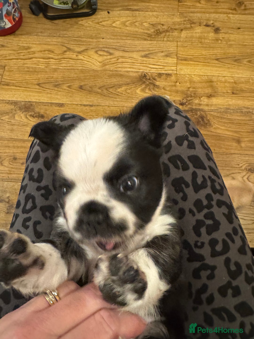 French Bulldog dogs for sale: French bulldog pups - Image 8