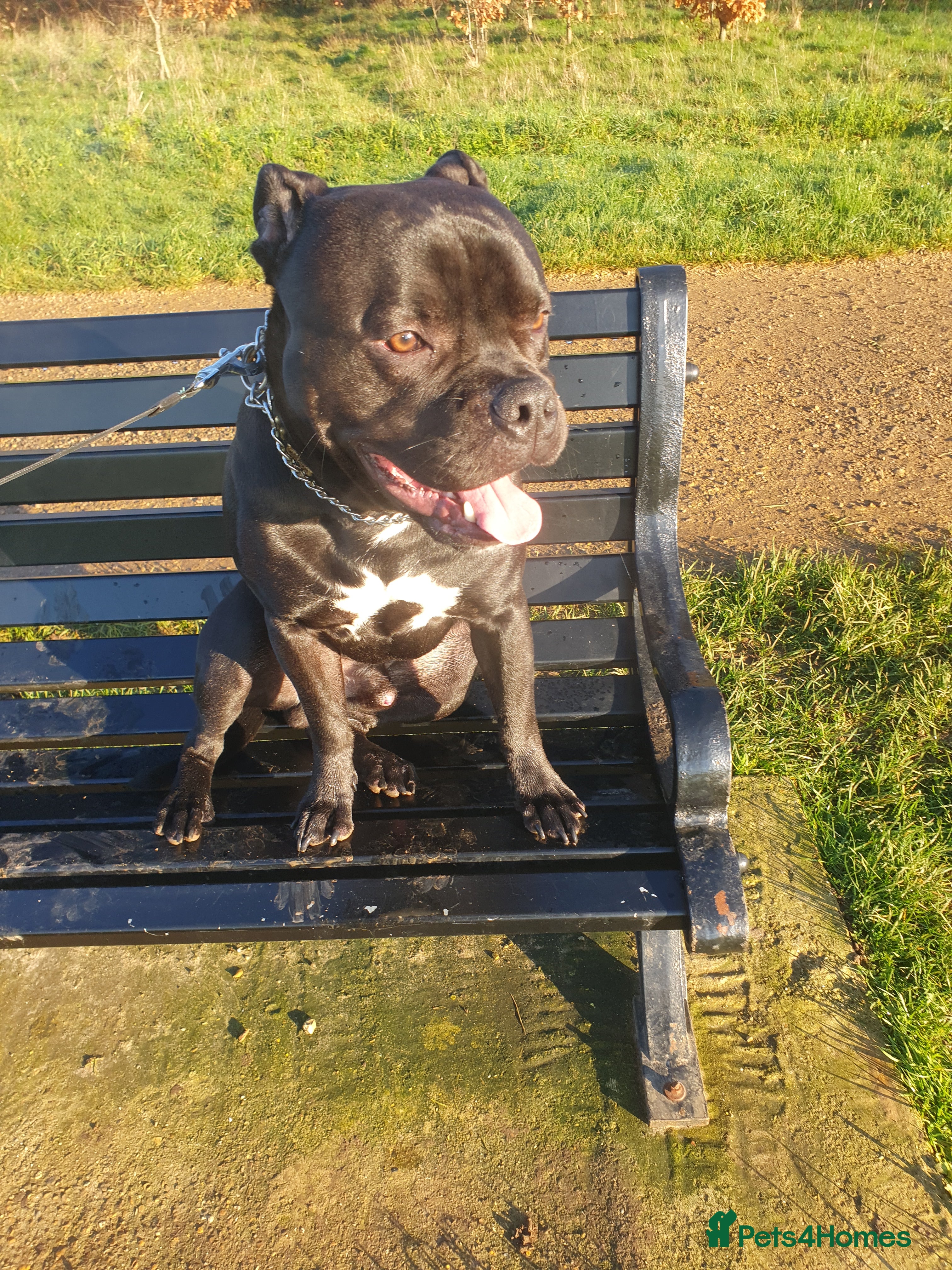 Staffordshire Bull Terrier dogs Male Staffordshire bull terrier  - Advert 1