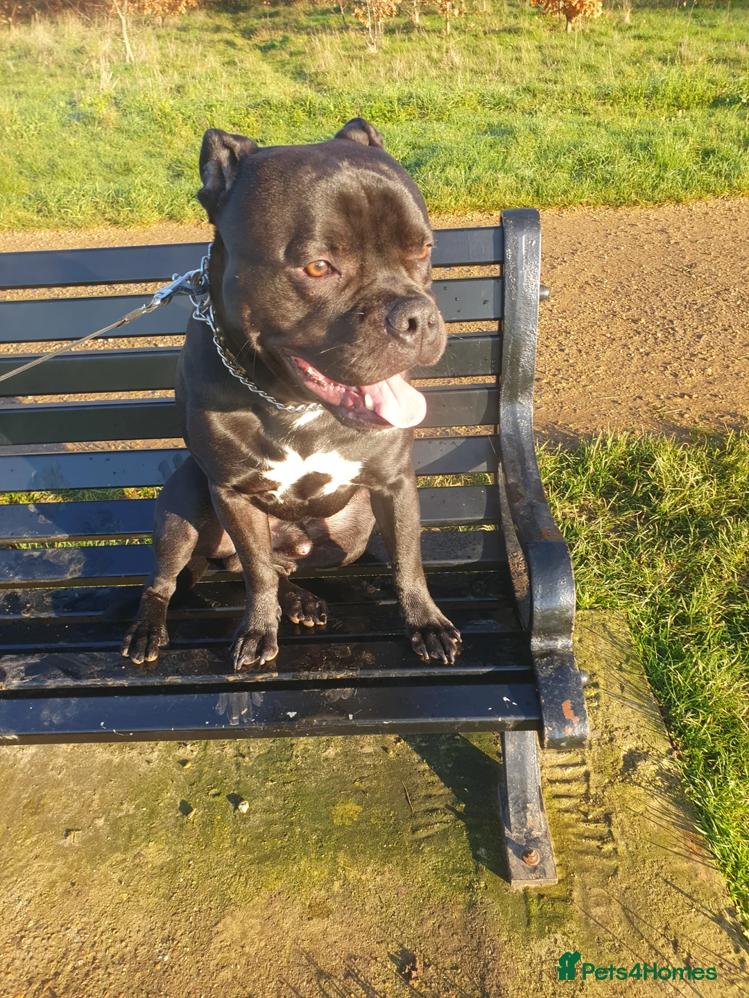 Staffordshire Bull Terrier dogs for sale: Male Staffordshire bull terrier  - Advert 1