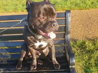 Staffordshire Bull Terrier dogs Male Staffordshire bull terrier - Advert 1