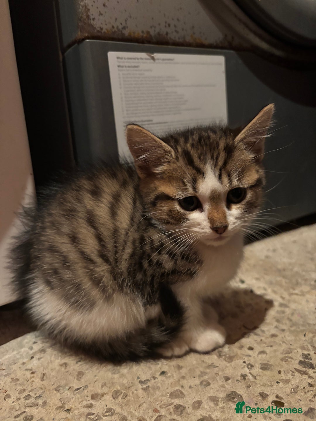 Mixed Breed cats for sale: Loving homes needed! - Advert 8