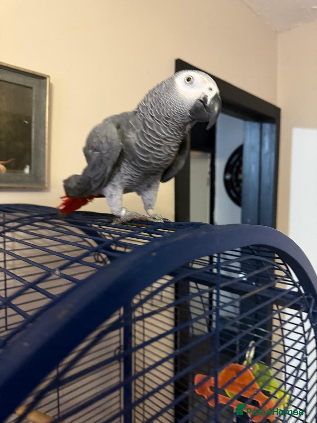 Parrots birds for sale: Tame African Grey  - Image 3
