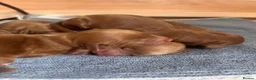 Cockapoo dogs for sale: 🐶💕 F1B COCKERPOO PUPPIES HAVE ARRIVED! 💕 - Advert 2