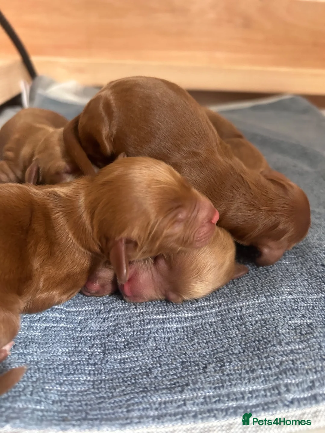 Cockapoo dogs for sale: 🐶💕 F1B COCKERPOO PUPPIES HAVE ARRIVED! 💕 - Advert 2