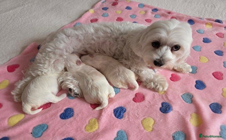 Maltese dogs - Advert 2