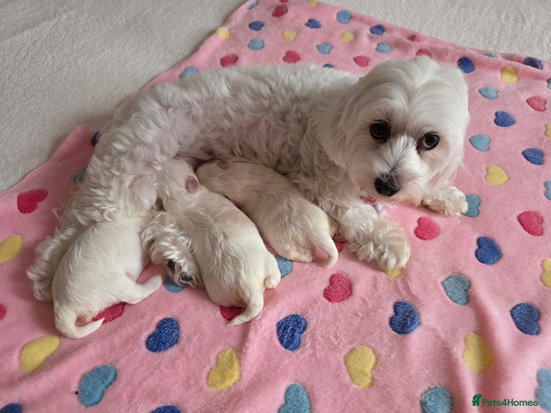 Maltese dogs for sale: Bichon Maltese - Image 1
