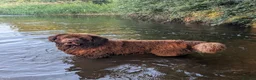 Newfoundland dogs for stud: Brown kc registered newfoundland  in Alcester - Advert 15