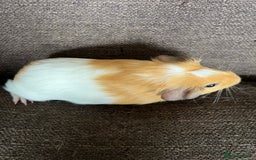 Guinea Pig rodents for sale: Baby BOY Guinea Pigs - Image 13