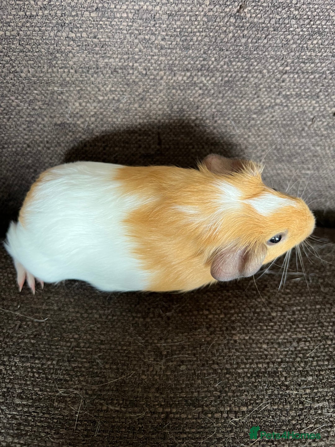 Guinea Pig rodents for sale: Baby BOY Guinea Pigs - Image 13