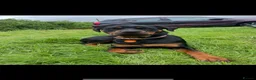 Rottweiler dogs for sale: Rottweiler Puppies - Advert 19
