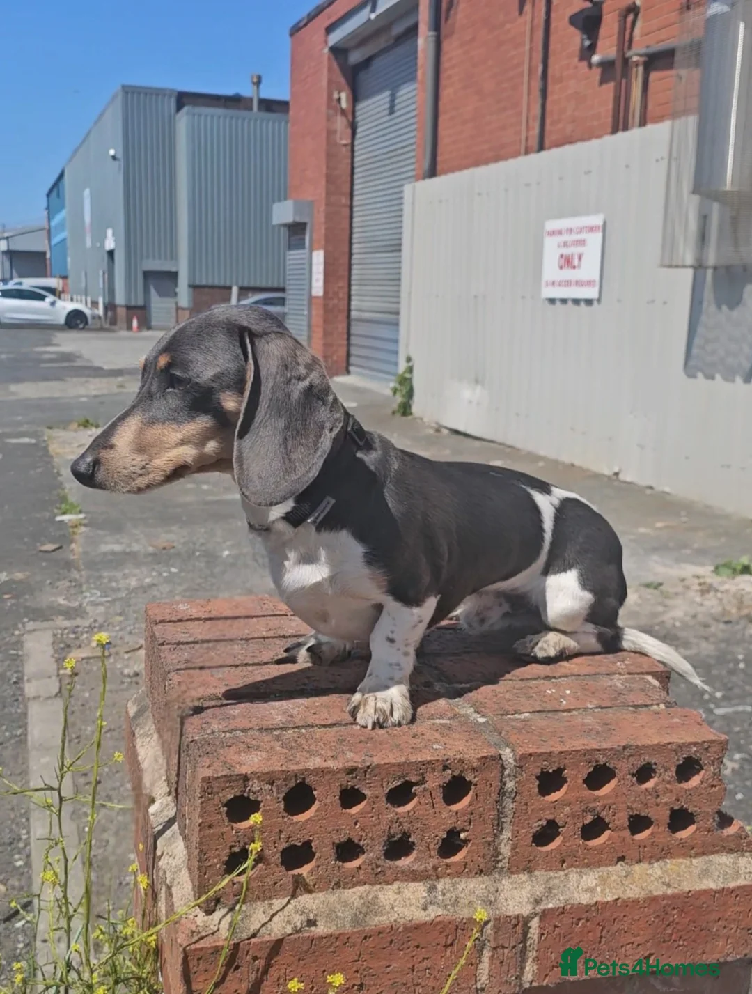 Miniature Dachshund dogs for stud: Blue piebald miniature Dachshund stud  - Advert 2