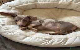 Miniature Dachshund dogs for sale: Female Dapple Miniature dachshund  (Dottie)  - Image 7