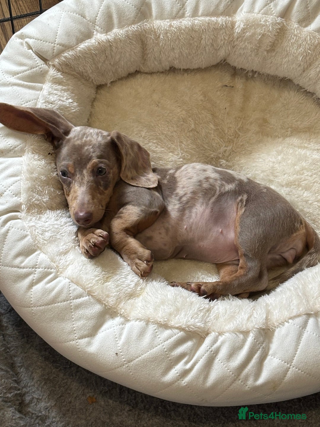 Miniature Dachshund dogs for sale: Female Dapple Miniature dachshund  (Dottie)  - Image 7