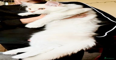 Maine Coon cats - Advert 13