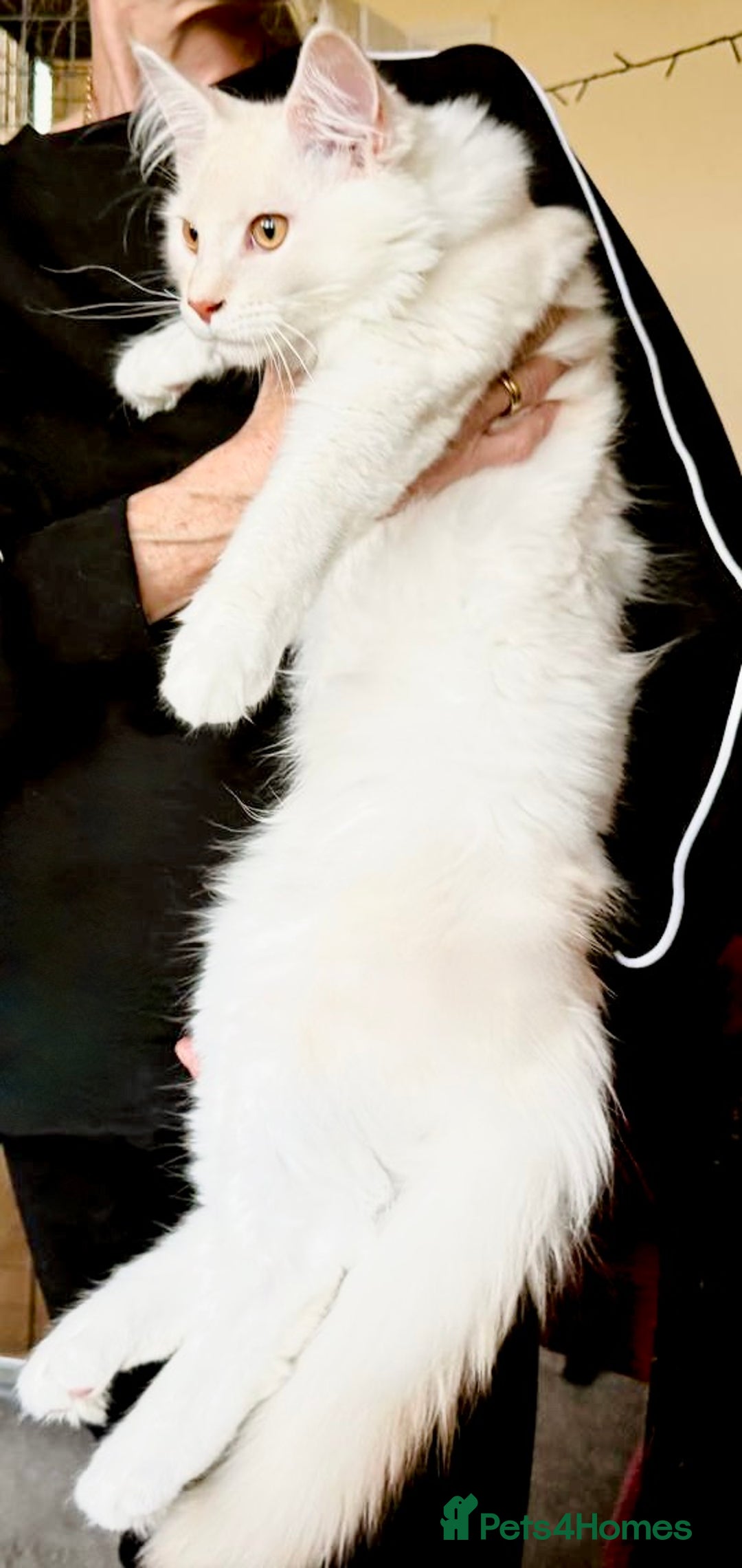 Maine Coon cats for sale: GCCF 5th Generation Pedigree Purebred Maine Coons - Image 3