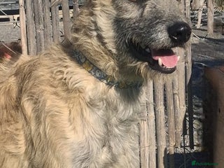 Mixed Breed dogs Urgent Now 🚨 Please offer Ricky a home 🏠 - Advert 3