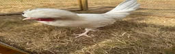Chickens poultry for sale: Polish Bantam Cockerel  - Advert 3