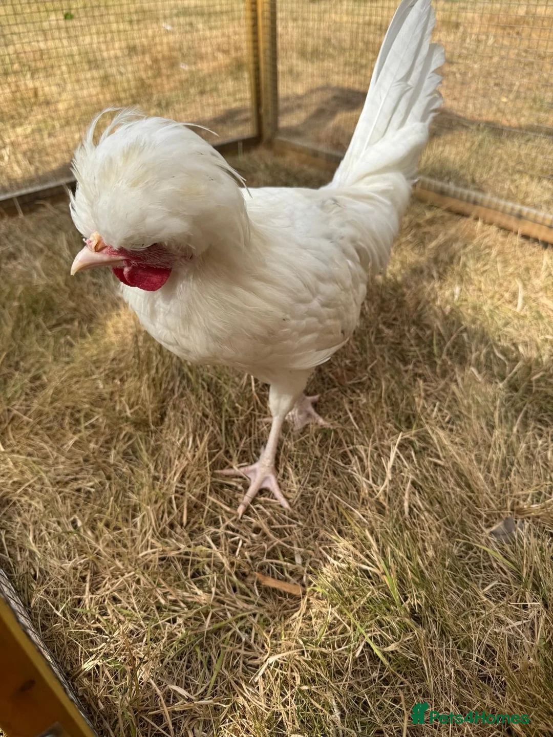 Chickens poultry for sale: Polish Bantam Cockerel  - Advert 3