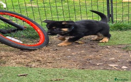 German Shepherd dogs for sale: German shepard pups - Image 8