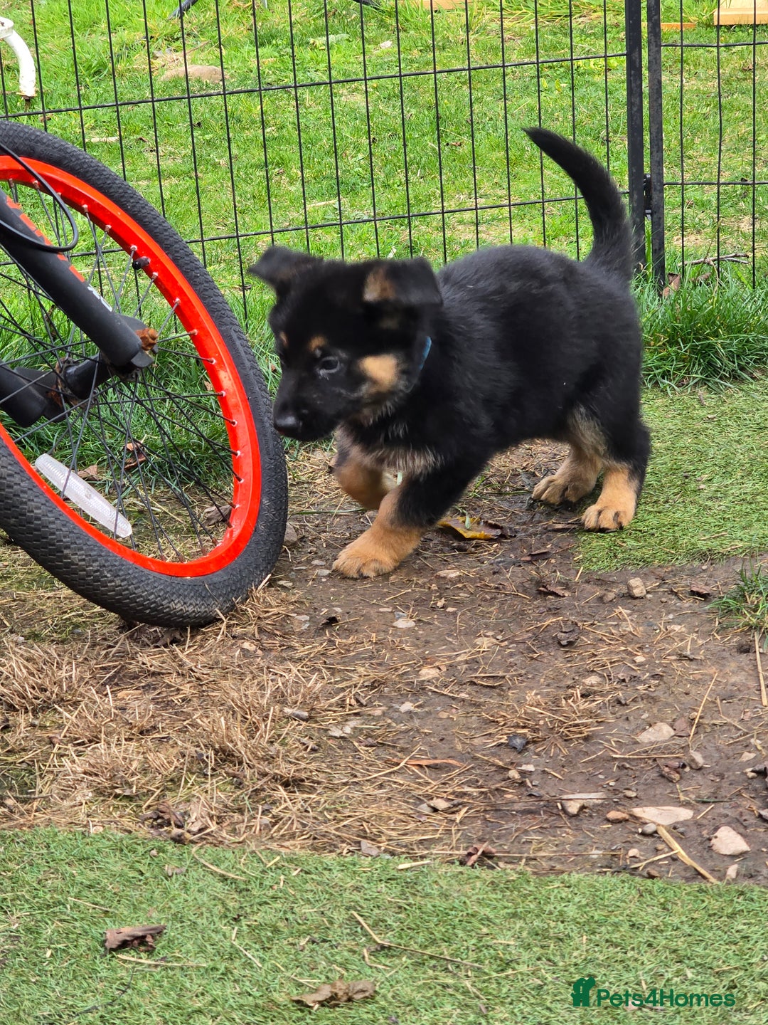 German Shepherd dogs for sale: German shepard pups - Image 8