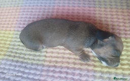 Miniature Dachshund dogs for sale: Minture dachshund puppies  - Image 27
