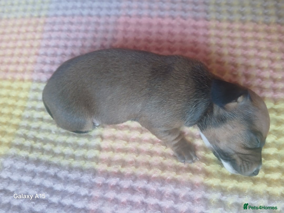 Miniature Dachshund dogs for sale: Minture dachshund puppies  - Image 27