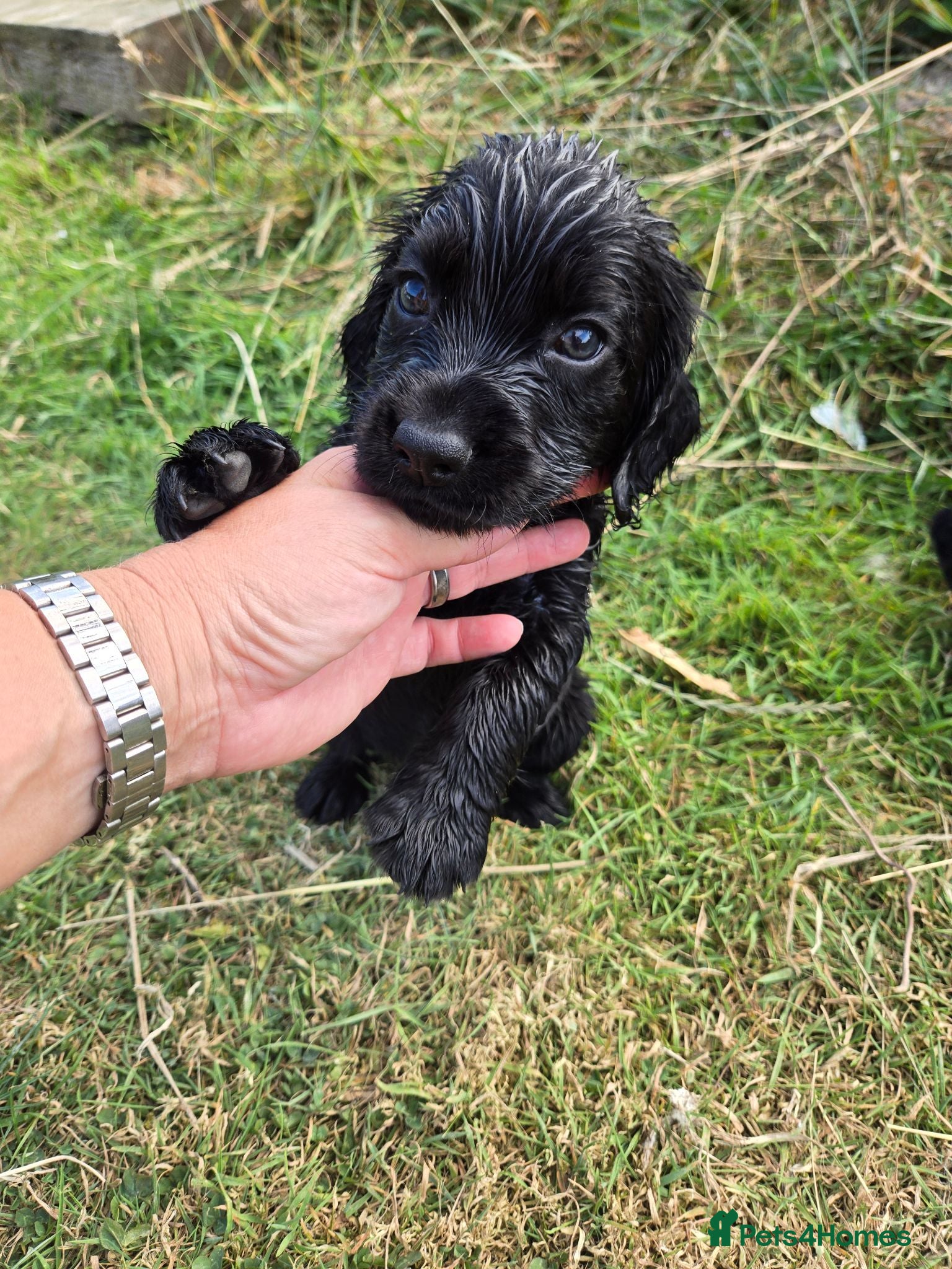 Cocker Spaniel dogs Stunning Working Cocker Spaniel Pups - Advert 2