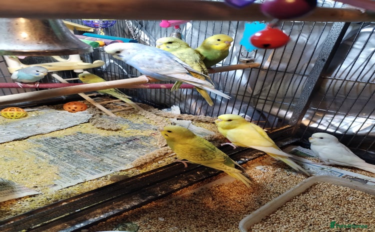 Budgerigars birds - Advert 1