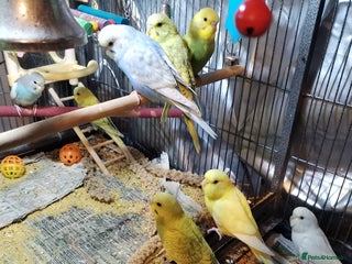 Budgerigars birds Beautiful baby budgies - Advert 9